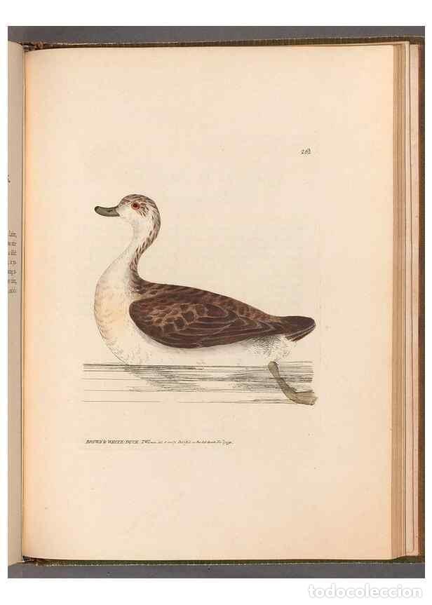 Collection Magazines and Newspapers: Reproducci&oacute;n/Reproduction 49055724522: The birds of Great Britain,. 1795-1801.. - Lewin, William,