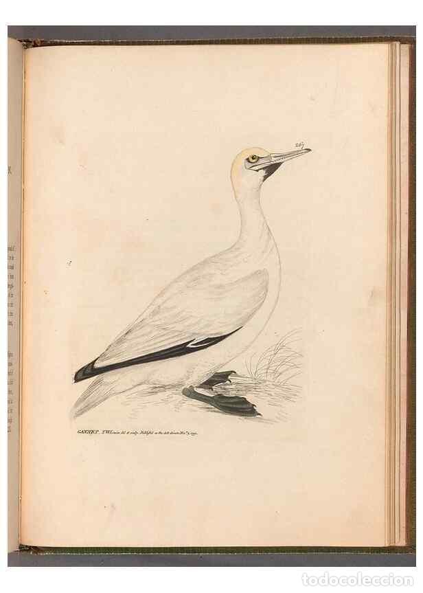 Collectionnisme de Revues et Journaux: Reproducci&oacute;n/Reproduction 49055725972: The birds of Great Britain,. 1795-1801.. - Lewin, William,