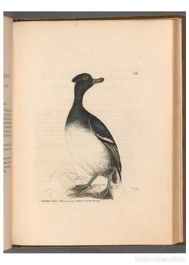 Colecionismo de Revistas e Jornais: Reproducci&oacute;n/Reproduction 49055723362: The birds of Great Britain,. 1795-1801.. - Lewin, William,