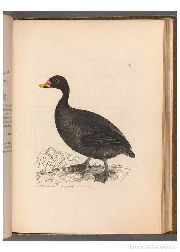 Sammeln von Zeitschriften und Zeitungen: Reproducci&oacute;n/Reproduction 49054989293: The birds of Great Britain,. 1795-1801.. - Lewin, William,