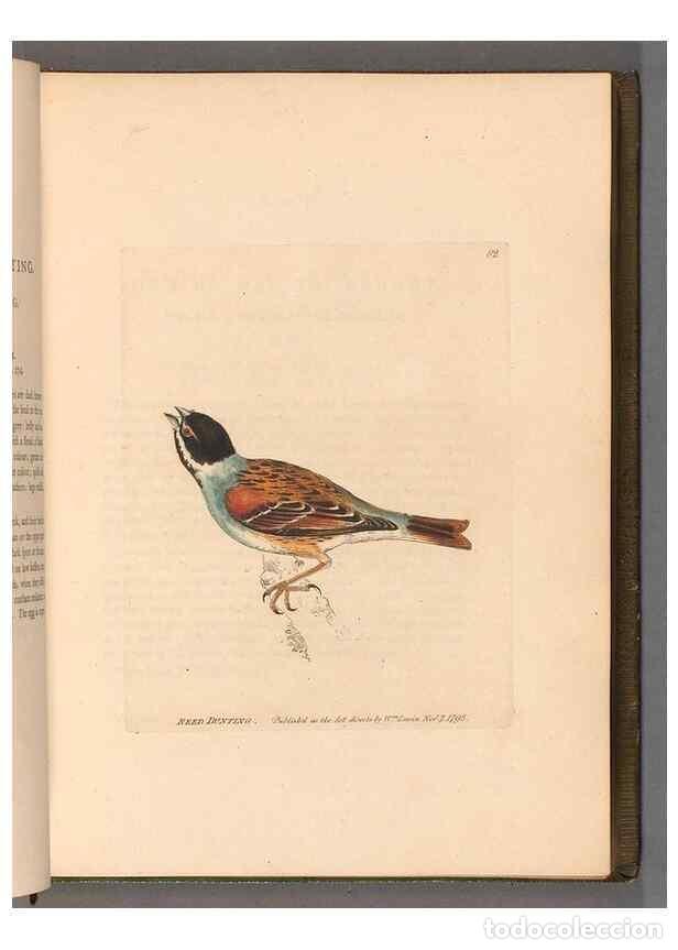 Collectionnisme de Revues et Journaux: Reproducci&oacute;n/Reproduction 49055356442: The birds of Great Britain,. 1795-1801.. - Lewin, William,