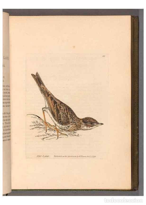 Colecionismo de Revistas e Jornais: Reproducci&oacute;n/Reproduction 49055358017: The birds of Great Britain,. 1795-1801.. - Lewin, William,