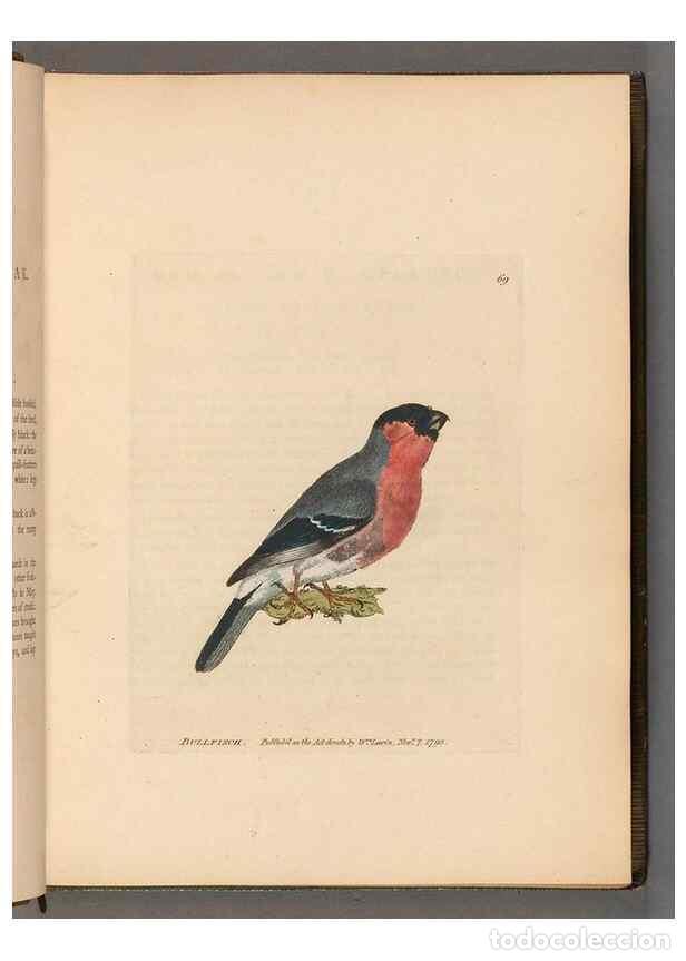 Collectionnisme de Revues et Journaux: Reproducci&oacute;n/Reproduction 49055137241: The birds of Great Britain,. 1795-1801.. - Lewin, William,