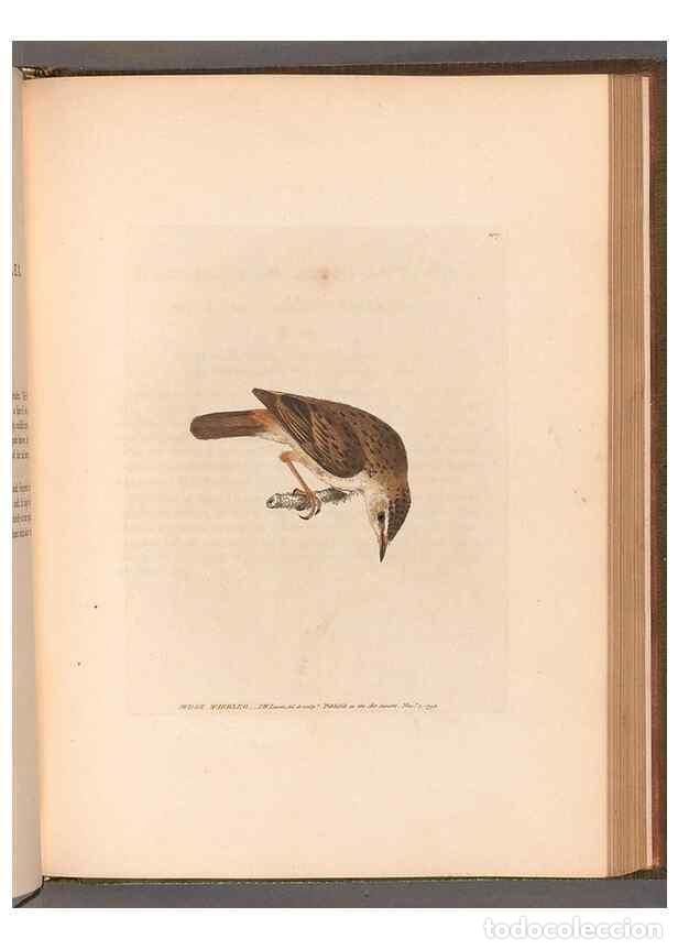 Colecionismo de Revistas e Jornais: Reproducci&oacute;n/Reproduction 49054669243: The birds of Great Britain,. 1795-1801.. - Lewin, William,