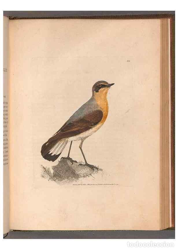 Collezionismo di Riviste e Giornali: Reproducci&oacute;n/Reproduction 49055399812: The birds of Great Britain,. 1795-1801.. - Lewin, William,