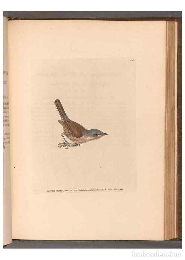 Collectionnisme de Revues et Journaux: Reproducci&oacute;n/Reproduction 49055183711: The birds of Great Britain,. 1795-1801.. - Lewin, William,