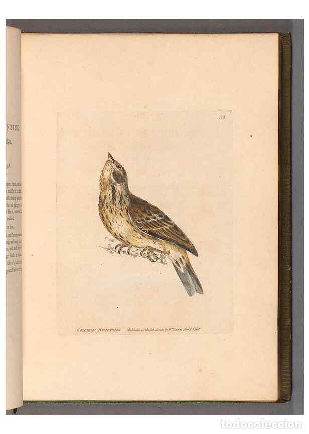 Collectionnisme de Revues et Journaux: Reproducci&oacute;n/Reproduction 49054627228: The birds of Great Britain,. 1795-1801.. - Lewin, William,