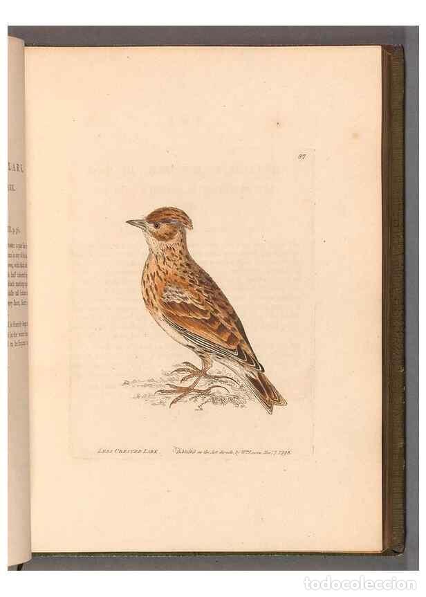 Coleccionismo de revistas y peri&oacute;dicos: Reproducci&oacute;n/Reproduction 49055143606: The birds of Great Britain,. 1795-1801.. - Lewin, William,