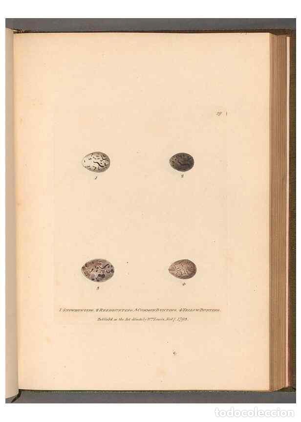 Collection Magazines and Newspapers: Reproducci&oacute;n/Reproduction 49055148676: The birds of Great Britain,. 1795-1801.. - Lewin, William,