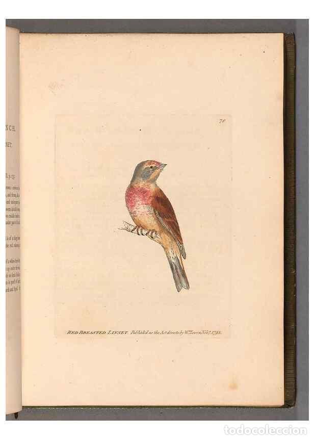 Sammeln von Zeitschriften und Zeitungen: Reproducci&oacute;n/Reproduction 49055140156: The birds of Great Britain,. 1795-1801.. - Lewin, William,