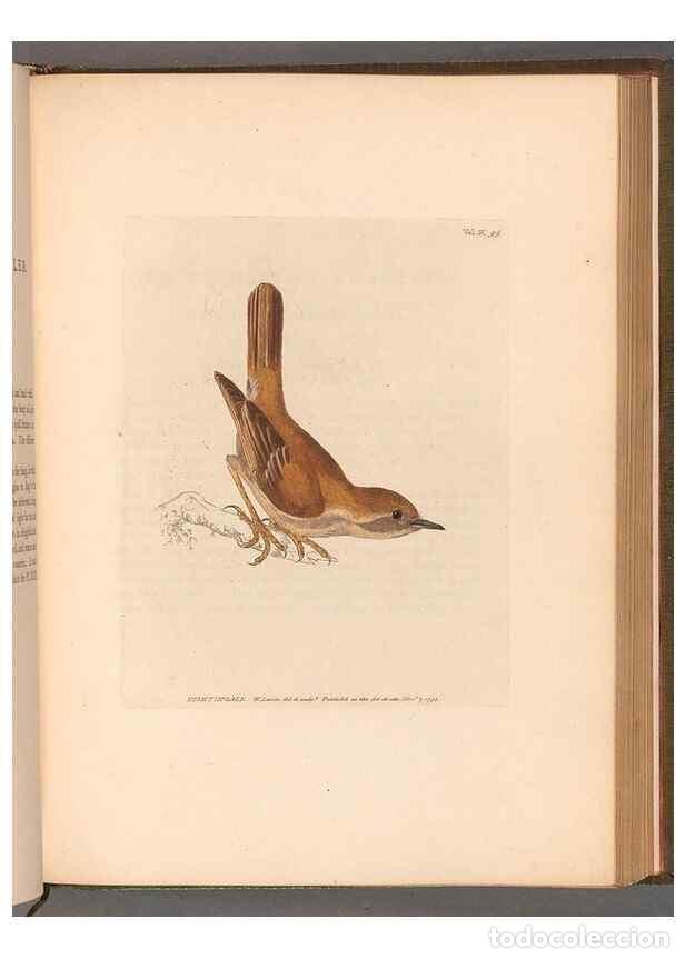 Colecionismo de Revistas e Jornais: Reproducci&oacute;n/Reproduction 49055181056: The birds of Great Britain,. 1795-1801.. - Lewin, William,