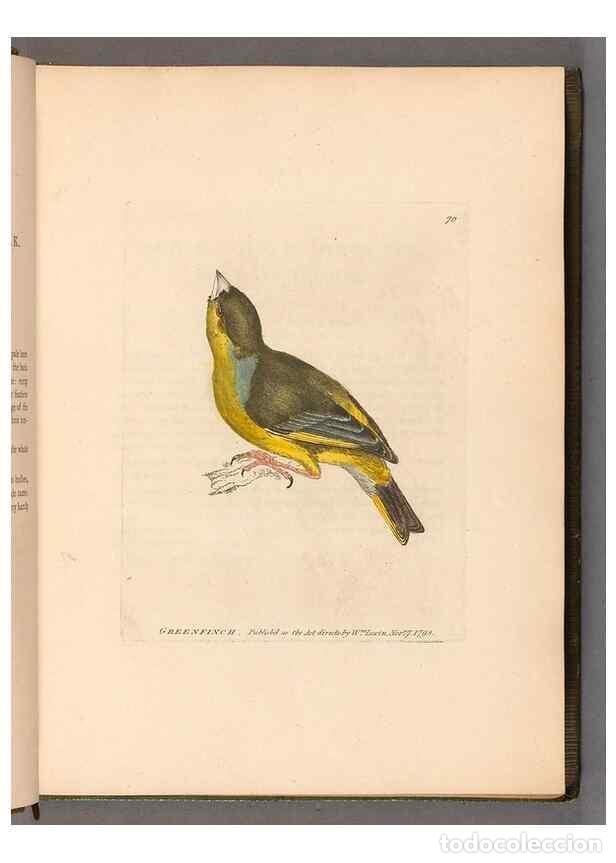 Collectionnisme de Revues et Journaux: Reproducci&oacute;n/Reproduction 49055137651: The birds of Great Britain,. 1795-1801.. - Lewin, William,