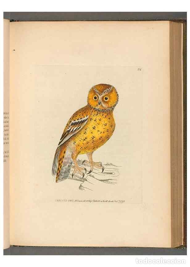 Sammeln von Zeitschriften und Zeitungen: Reproducci&oacute;n/Reproduction 49054650437: The birds of Great Britain,. 1795-1801.. - Lewin, William,