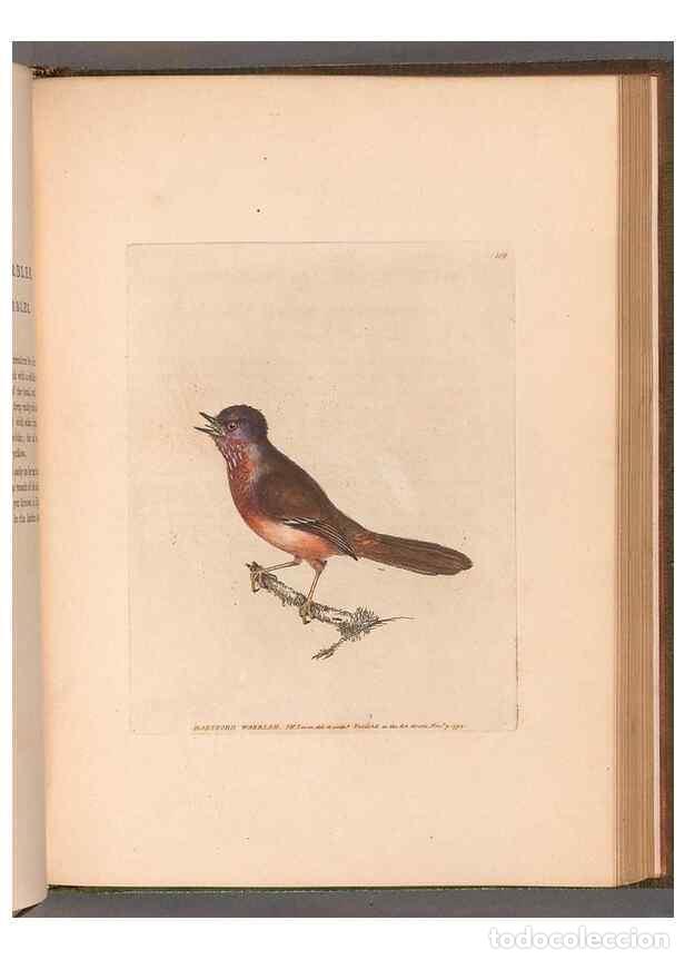 Collection Magazines and Newspapers: Reproducci&oacute;n/Reproduction 49054669573: The birds of Great Britain,. 1795-1801.. - Lewin, William,