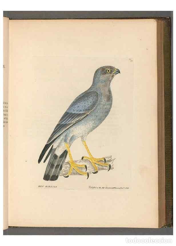 Coleccionismo de revistas y peri&oacute;dicos: Reproducci&oacute;n/Reproduction 49054649122: The birds of Great Britain,. 1795-1801.. - Lewin, William,
