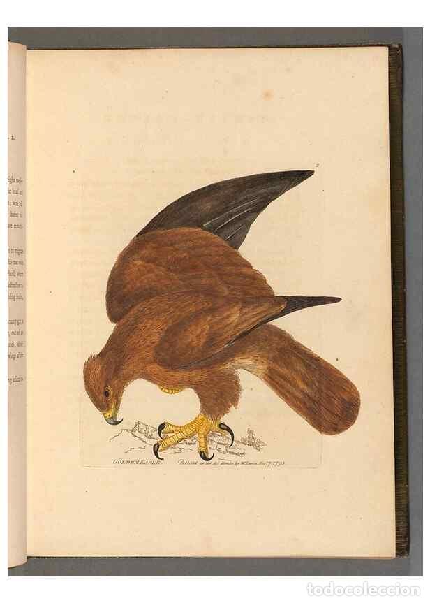 Sammeln von Zeitschriften und Zeitungen: Reproducci&oacute;n/Reproduction 49054289501: The birds of Great Britain,. 1795-1801.. - Lewin, William,