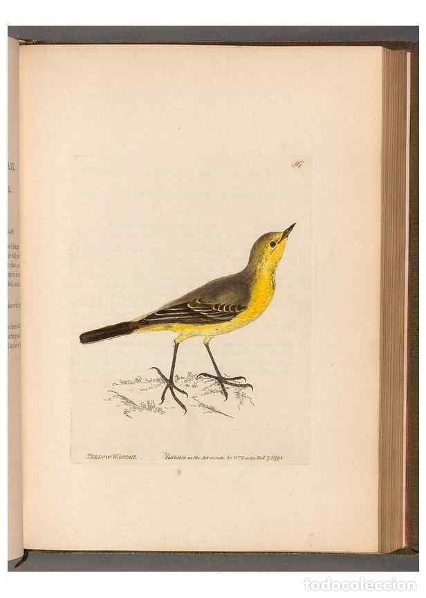 Coleccionismo de revistas y peri&oacute;dicos: Reproducci&oacute;n/Reproduction 49054632428: The birds of Great Britain,. 1795-1801.. - Lewin, William,