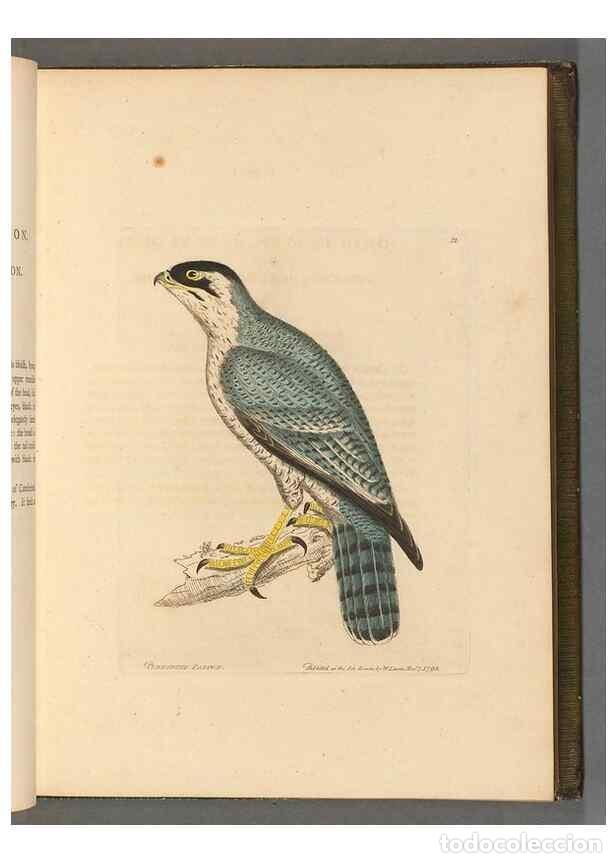 Collectionnisme de Revues et Journaux: Reproducci&oacute;n/Reproduction 49054412046: The birds of Great Britain,. 1795-1801.. - Lewin, William,