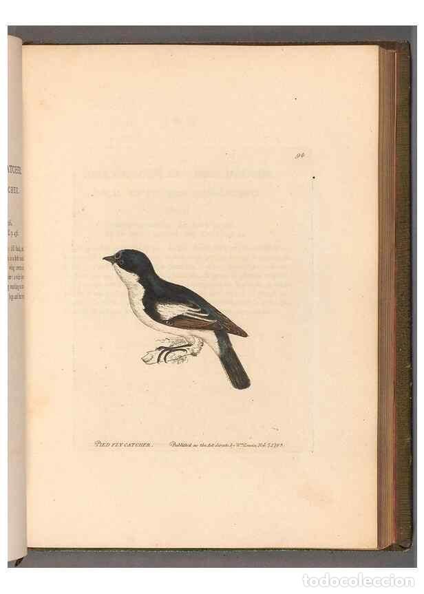 Sammeln von Zeitschriften und Zeitungen: Reproducci&oacute;n/Reproduction 49055145791: The birds of Great Britain,. 1795-1801.. - Lewin, William,