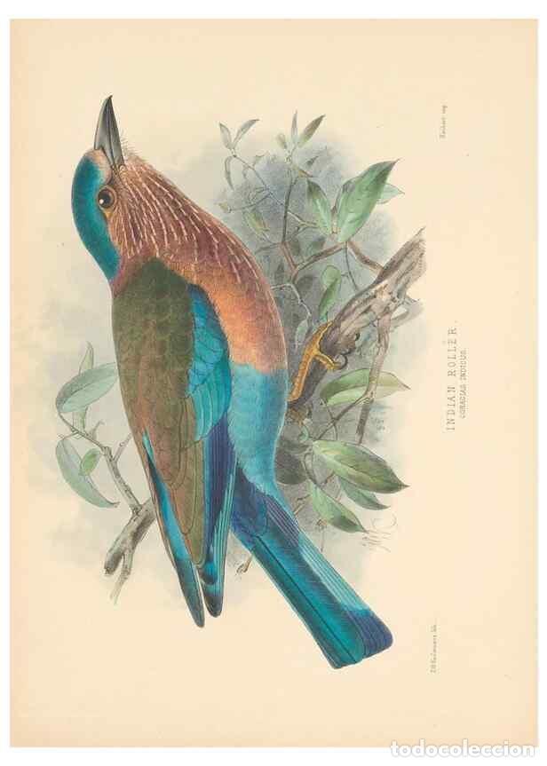 Collectionnisme de Revues et Journaux: Reproducci&oacute;n/Reproduction 48706420471: A monograph of the Coraciidae, or family of the rollers.. Ken
