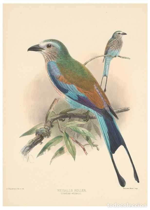 Sammeln von Zeitschriften und Zeitungen: Reproducci&oacute;n/Reproduction 48706419496: A monograph of the Coraciidae, or family of the rollers.. Ken
