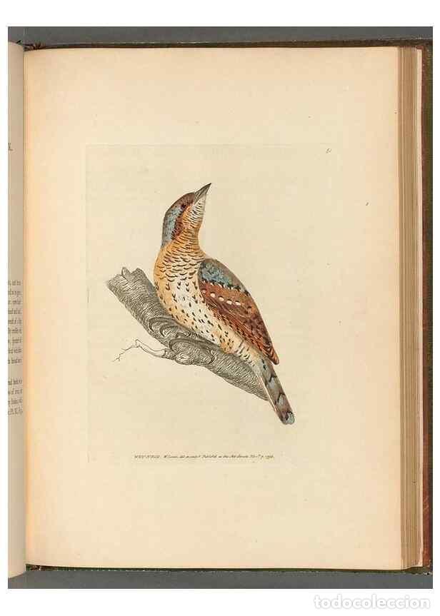 Colecionismo de Revistas e Jornais: Reproducci&oacute;n/Reproduction 49054873407: The birds of Great Britain,. 1795-1801.. - Lewin, William,
