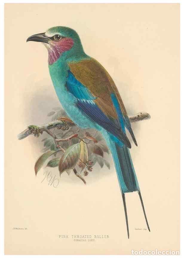 Colecionismo de Revistas e Jornais: Reproducci&oacute;n/Reproduction 48706082858: A monograph of the Coraciidae, or family of the rollers.. Ken