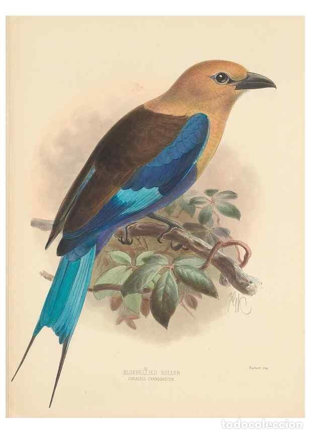 Sammeln von Zeitschriften und Zeitungen: Reproducci&oacute;n/Reproduction 48706588427: A monograph of the Coraciidae, or family of the rollers.. Ken