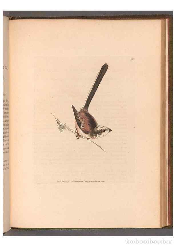 Colecionismo de Revistas e Jornais: Reproducci&oacute;n/Reproduction 49055402822: The birds of Great Britain,. 1795-1801.. - Lewin, William,