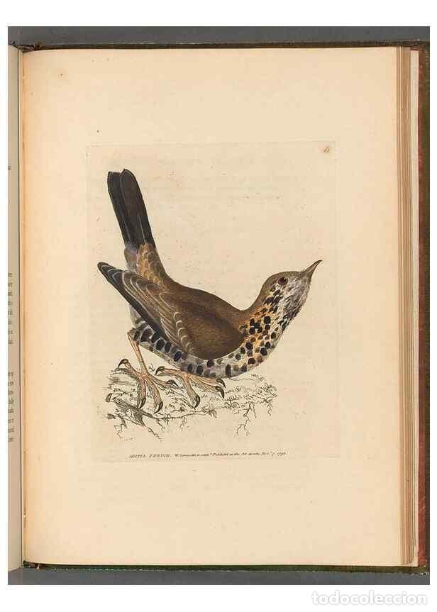 Colecionismo de Revistas e Jornais: Reproducci&oacute;n/Reproduction 49054887552: The birds of Great Britain,. 1795-1801.. - Lewin, William,