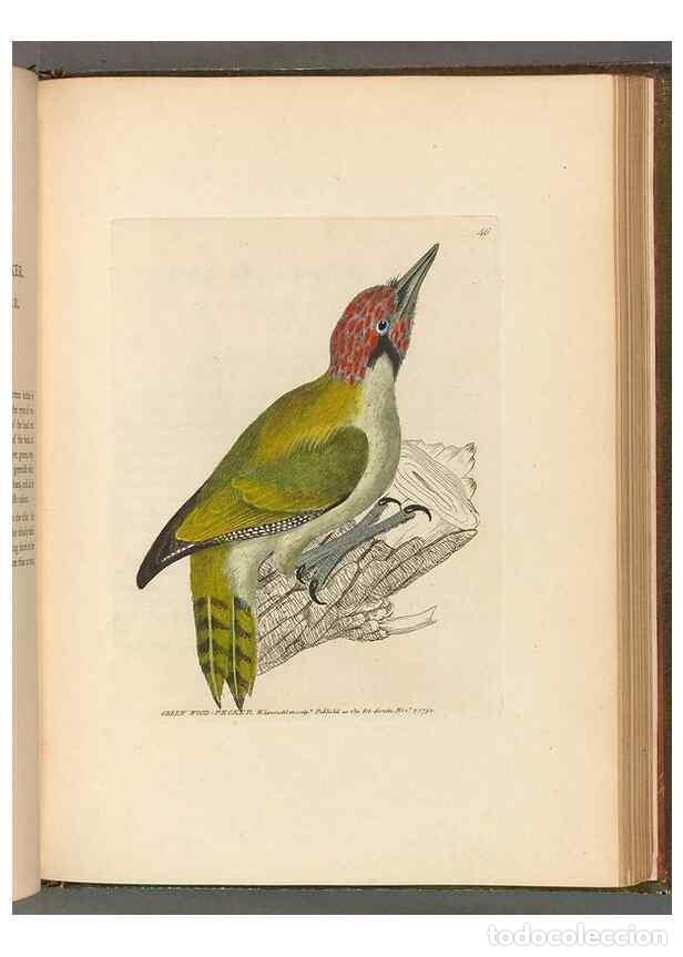 Collectionnisme de Revues et Journaux: Reproducci&oacute;n/Reproduction 49054143608: The birds of Great Britain,. 1795-1801.. - Lewin, William,