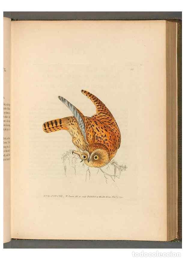 Coleccionismo de revistas y peri&oacute;dicos: Reproducci&oacute;n/Reproduction 49054435146: The birds of Great Britain,. 1795-1801.. - Lewin, William,