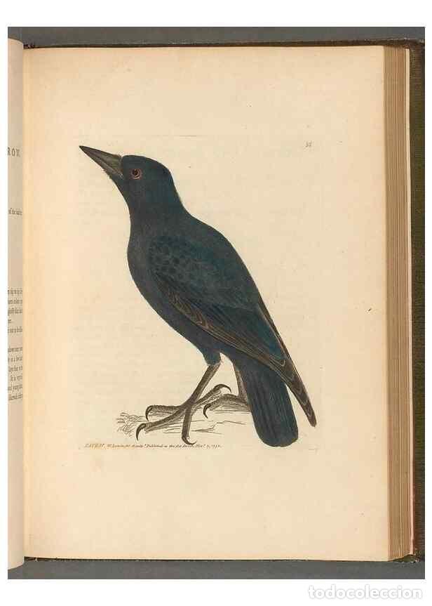 Colecionismo de Revistas e Jornais: Reproducci&oacute;n/Reproduction 49054654591: The birds of Great Britain,. 1795-1801.. - Lewin, William,