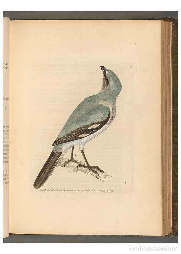 Coleccionismo de Revistas y Peri&oacute;dicos: Reproducci&oacute;n/Reproduction 49054651812: The birds of Great Britain,. 1795-1801.. - Lewin, William,