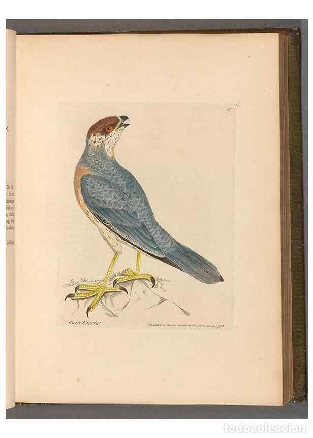 Collection Magazines and Newspapers: Reproducci&oacute;n/Reproduction 49053920048: The birds of Great Britain,. 1795-1801.. - Lewin, William,
