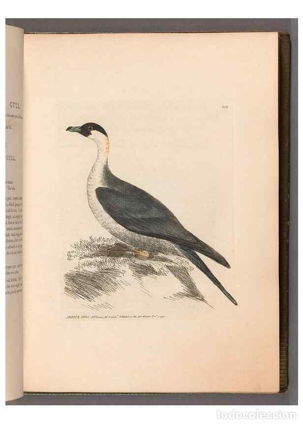 Collectionnisme de Revues et Journaux: Reproducci&oacute;n/Reproduction 49055434241: The birds of Great Britain,. 1795-1801.. - Lewin, William,