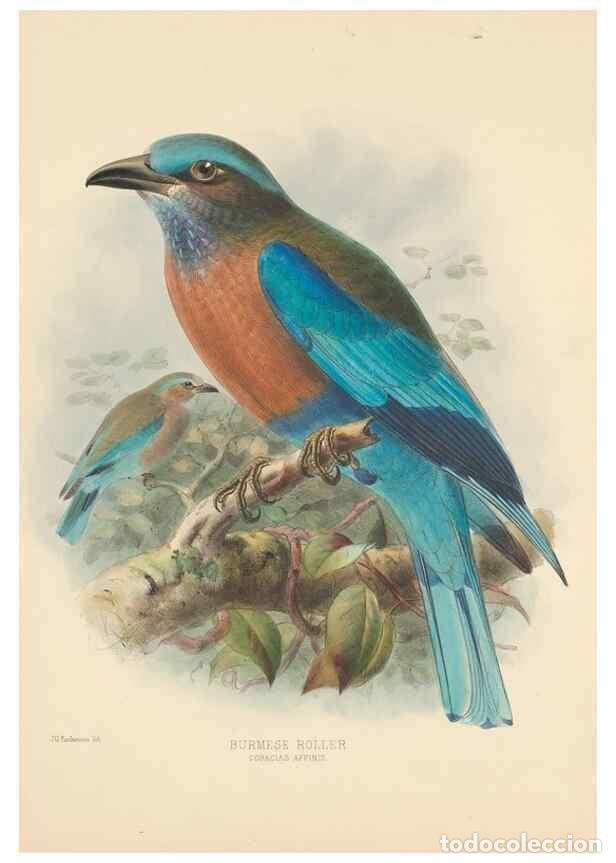 Colecionismo de Revistas e Jornais: Reproducci&oacute;n/Reproduction 48706085973: A monograph of the Coraciidae, or family of the rollers.. Ken