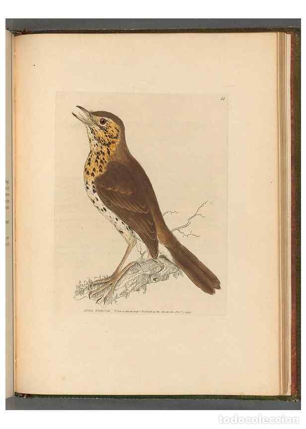 Coleccionismo de Revistas y Peri&oacute;dicos: Reproducci&oacute;n/Reproduction 49054887767: The birds of Great Britain,. 1795-1801.. - Lewin, William,