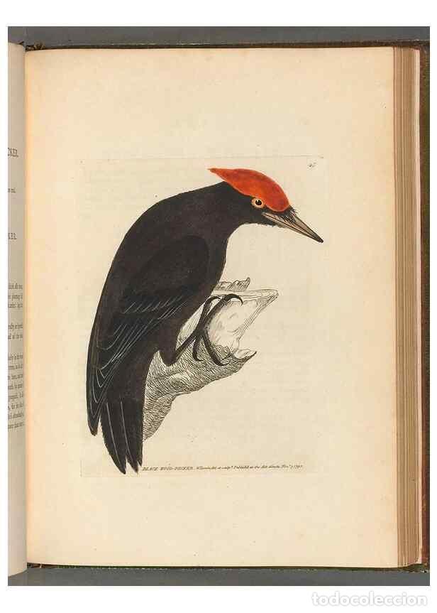 Collectionnisme de Revues et Journaux: Reproducci&oacute;n/Reproduction 49054143248: The birds of Great Britain,. 1795-1801.. - Lewin, William,