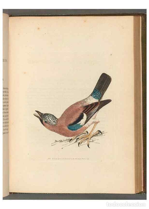 Sammeln von Zeitschriften und Zeitungen: Reproducci&oacute;n/Reproduction 49054141323: The birds of Great Britain,. 1795-1801.. - Lewin, William,