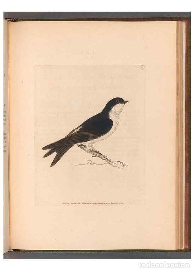 Collectionnisme de Revues et Journaux: Reproducci&oacute;n/Reproduction 49055189911: The birds of Great Britain,. 1795-1801.. - Lewin, William,