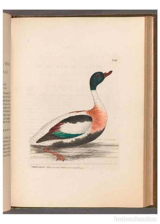 Collection Magazines and Newspapers: Reproducci&oacute;n/Reproduction 49055504801: The birds of Great Britain,. 1795-1801.. - Lewin, William,