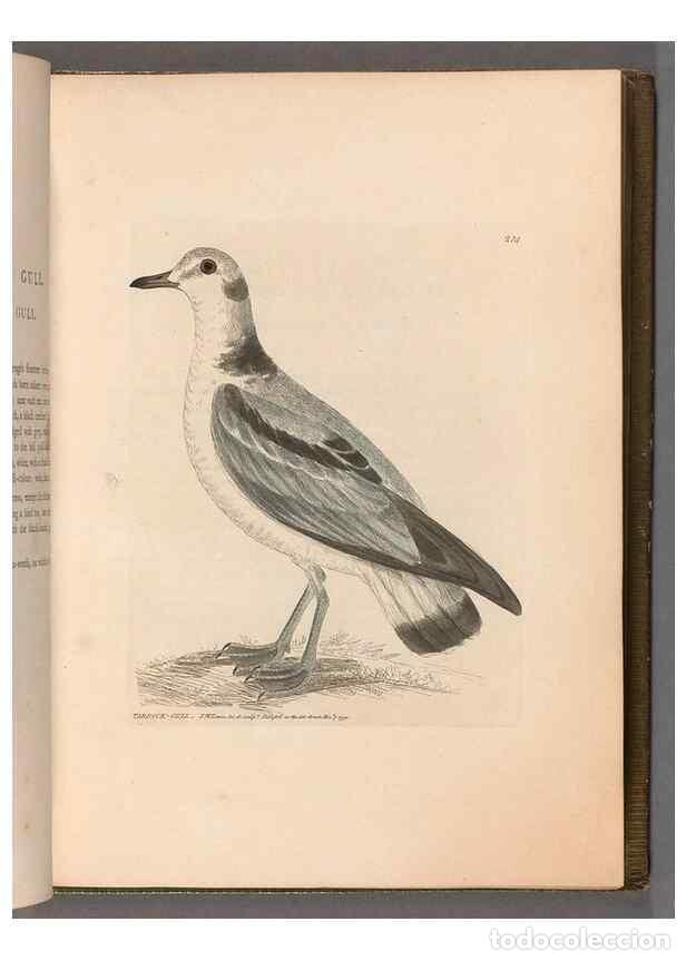 Collezionismo di Riviste e Giornali: Reproducci&oacute;n/Reproduction 49055436076: The birds of Great Britain,. 1795-1801.. - Lewin, William,