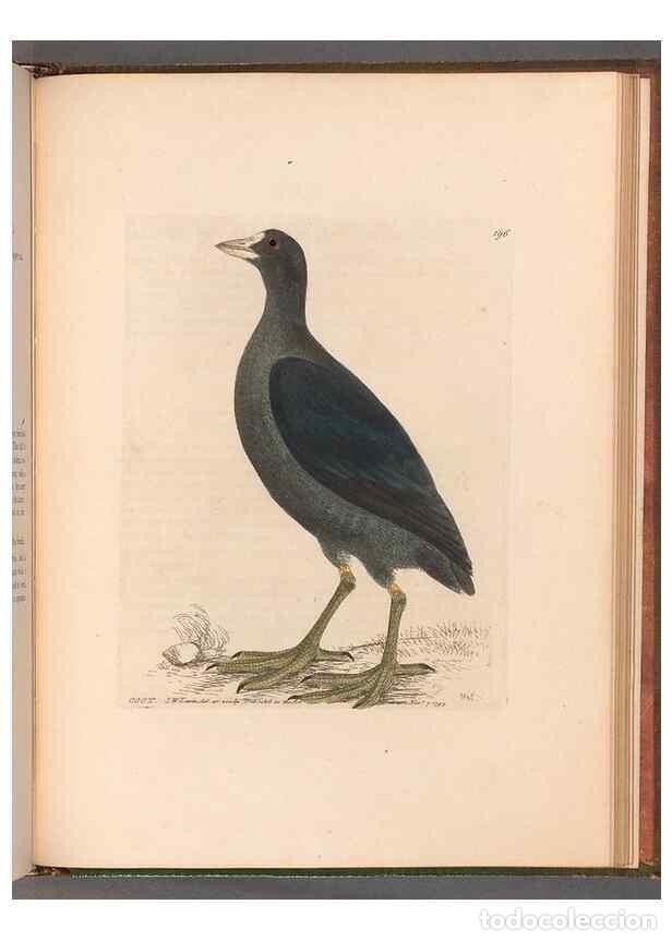 Coleccionismo de revistas y peri&oacute;dicos: Reproducci&oacute;n/Reproduction 49055533962: The birds of Great Britain,. 1795-1801.. - Lewin, William,