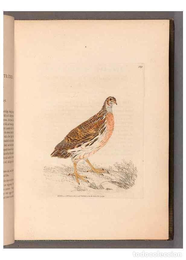 Sammeln von Zeitschriften und Zeitungen: Reproducci&oacute;n/Reproduction 49054760028: The birds of Great Britain,. 1795-1801.. - Lewin, William,