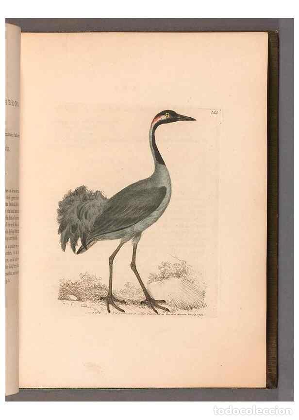 Colecionismo de Revistas e Jornais: Reproducci&oacute;n/Reproduction 49054761513: The birds of Great Britain,. 1795-1801.. - Lewin, William,