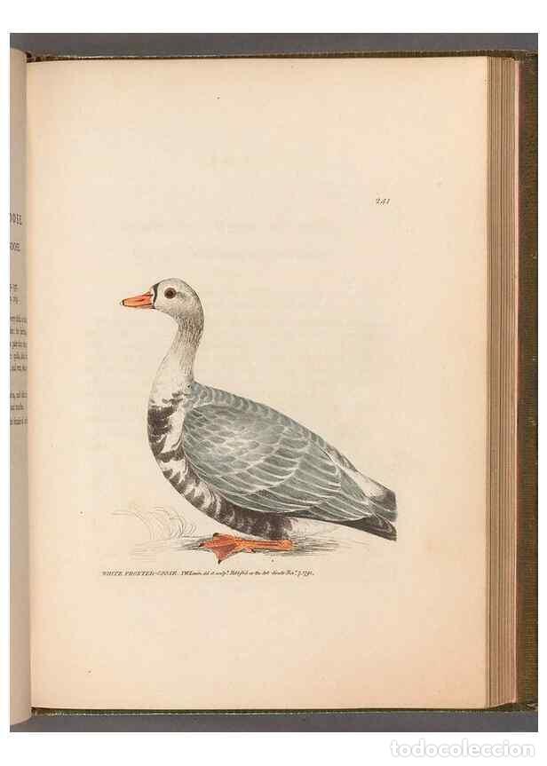 Sammeln von Zeitschriften und Zeitungen: Reproducci&oacute;n/Reproduction 49055470046: The birds of Great Britain,. 1795-1801.. - Lewin, William,