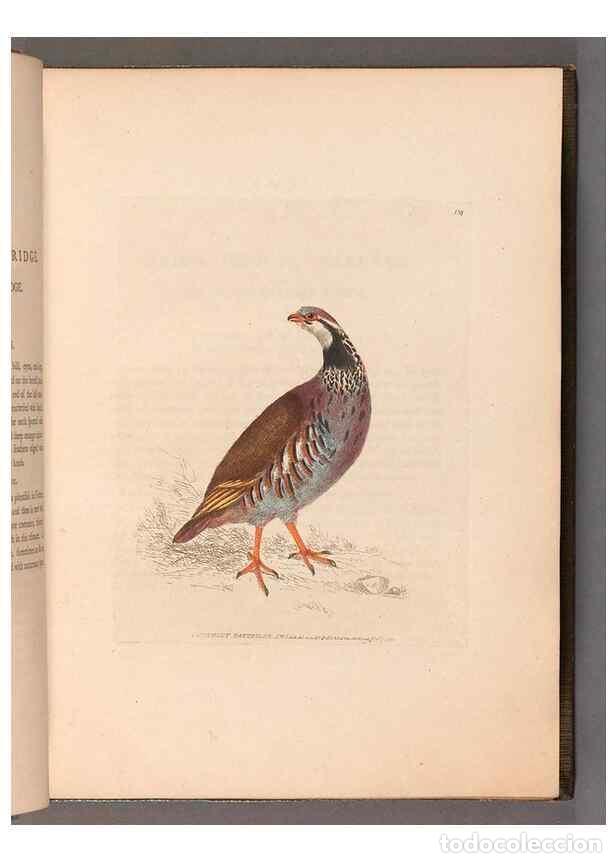 Colecionismo de Revistas e Jornais: Reproducci&oacute;n/Reproduction 49055275521: The birds of Great Britain,. 1795-1801.. - Lewin, William,