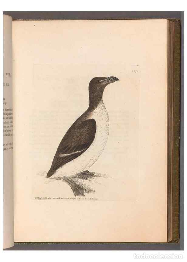 Collezionismo di Riviste e Giornali: Reproducci&oacute;n/Reproduction 49055439006: The birds of Great Britain,. 1795-1801.. - Lewin, William,