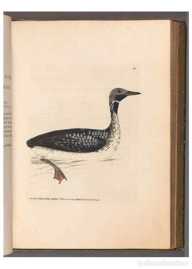 Collectionnisme de Revues et Journaux: Reproducci&oacute;n/Reproduction 49055440611: The birds of Great Britain,. 1795-1801.. - Lewin, William,